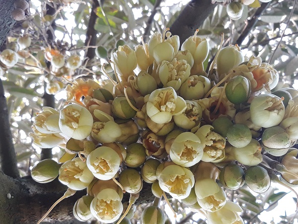 Thụ phấn cho cây sầu riêng, những điều cần nên biết 